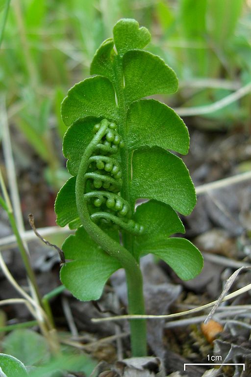 Botrychium lunaria