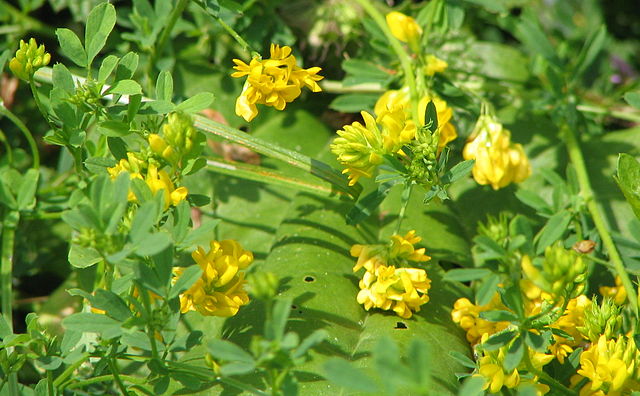 Sickle alfalfa