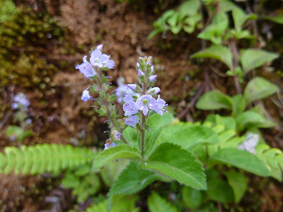 960px-Veronica_officinalis-53.jpg