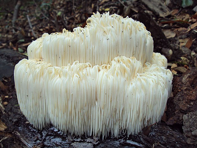 Hericium_erinaceus_64176_02.jpg