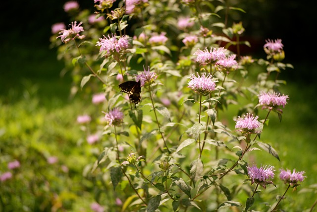 Monarda dvīņziedu