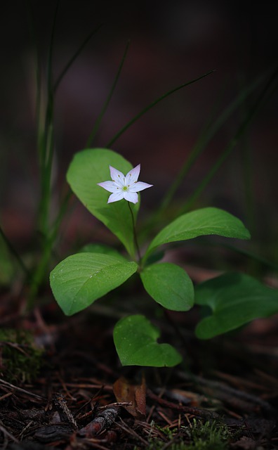 seven-pointed star