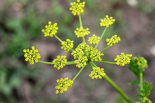 Meadow parsnip