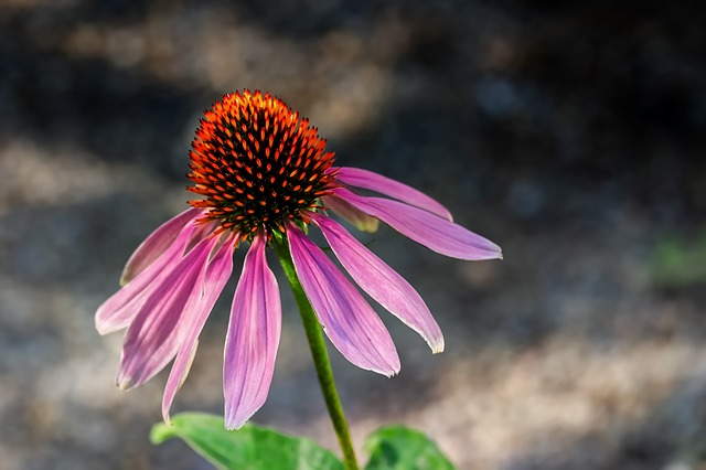 Purple Echinacea