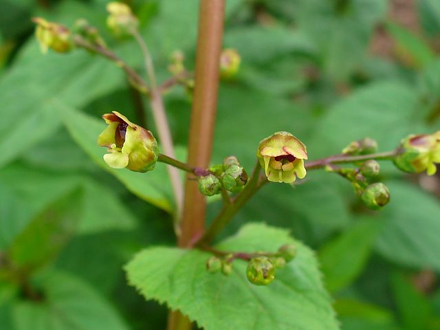 Nettle gummy