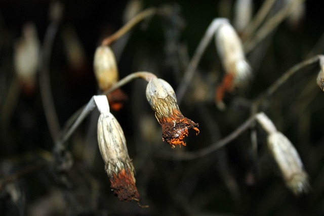 dry-flowers-3113528_640.jpg