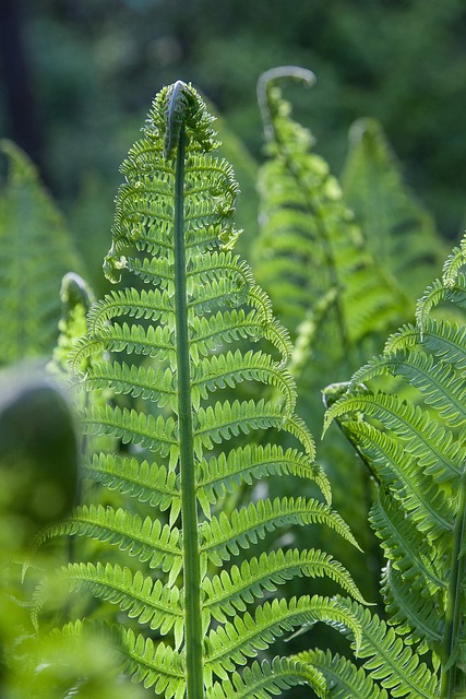 Common ostrich fern