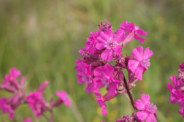 lipigasvekene