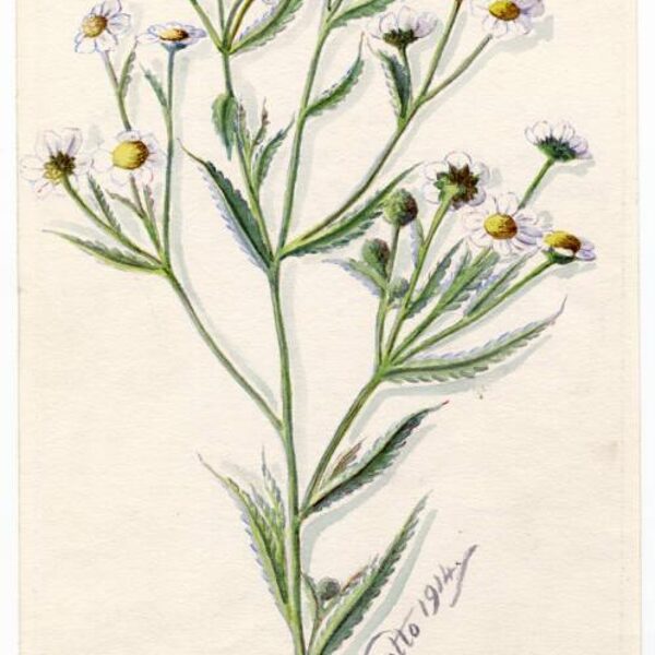 Šķavu ķērmelīte