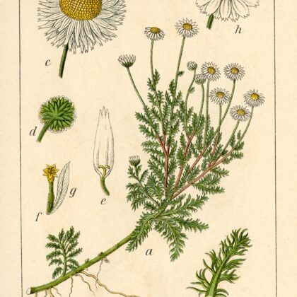 Ilzīte/ kumelīte romiešu