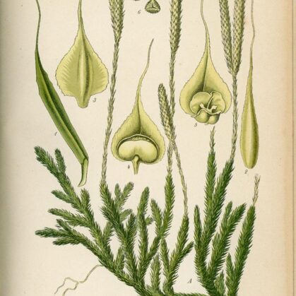 Staipeknis vālīšu