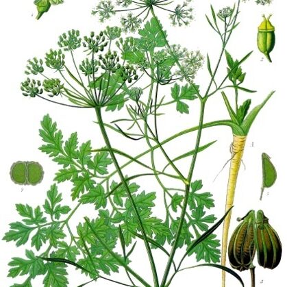 Pētersīlis cirtainais