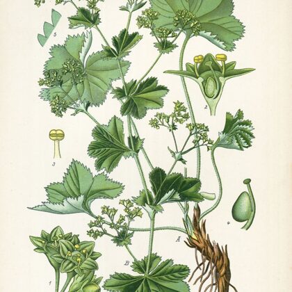 Raskrēsliņš parastais