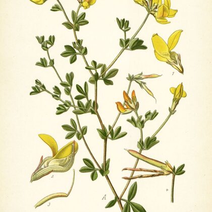 Vanagnadziņš ragainais