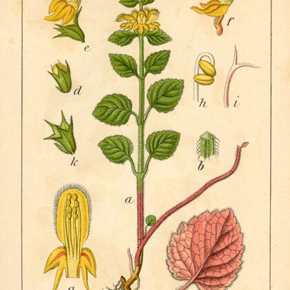 Zeltnātre dzeltenā