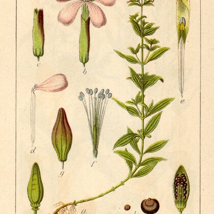 Ziepjsakne ārstniecības