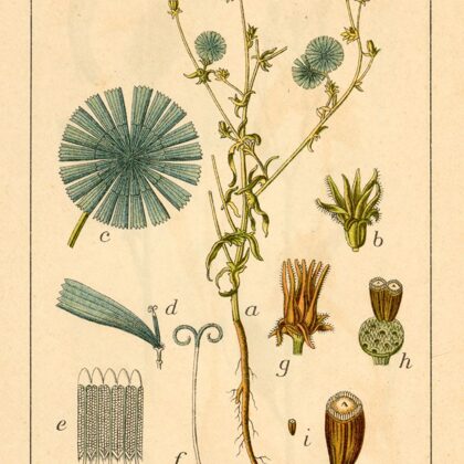 Cigoriņš parastais