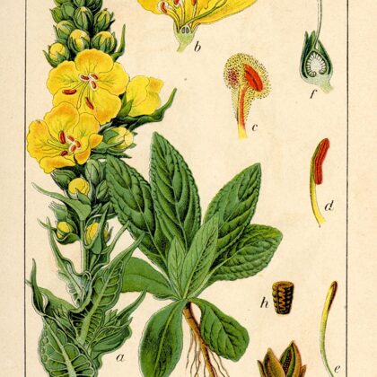 Deviņvīruspēks parastais