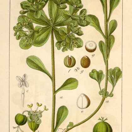 Dievkrēsliņš saules