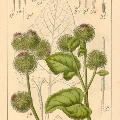 Birztalu un Lielais diždadzis