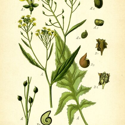 Dižpērkone austrumu