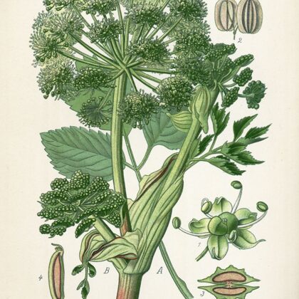 Dižzirdzene ārstniecības