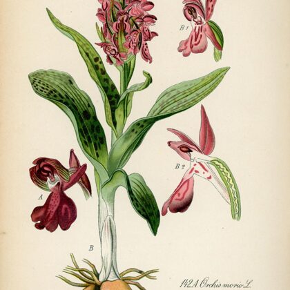 Dzegužpirkstīte plankumainā