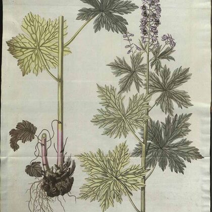 Gaiļpiesis augstais