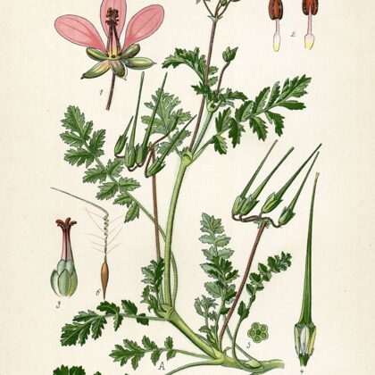 Grābeklīte velnarutka