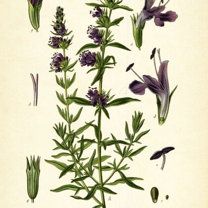 Izops ārstniecības