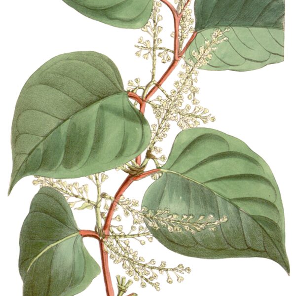 Japānas dižsūrene