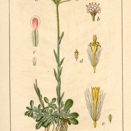 Kaķpēdiņa divmāju