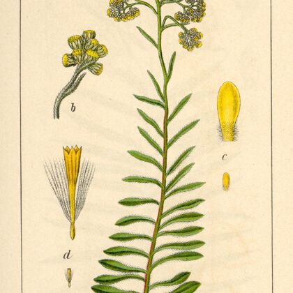 Kaķpēdiņa dzeltenā