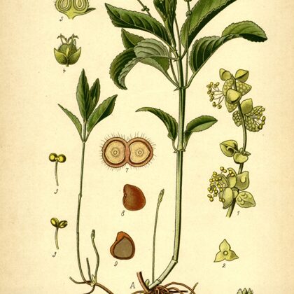 Kaņepe daudzgadīgā