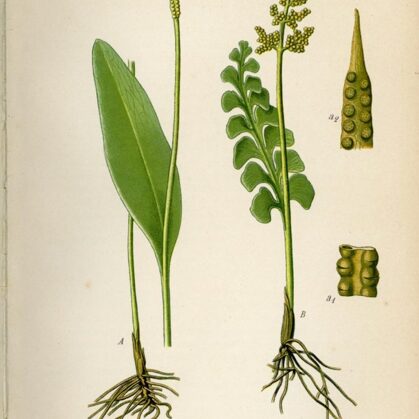 Ķekarpaparde pusmēness