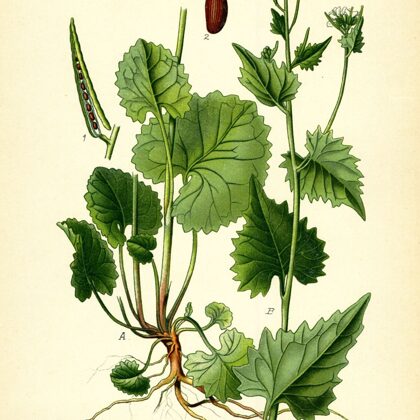 Ķiplocene ārstniecības