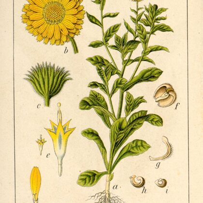 Kliņģerīte ārstniecības