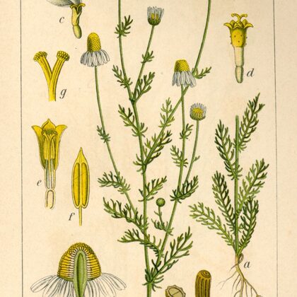 Kumelīte ārstniecības