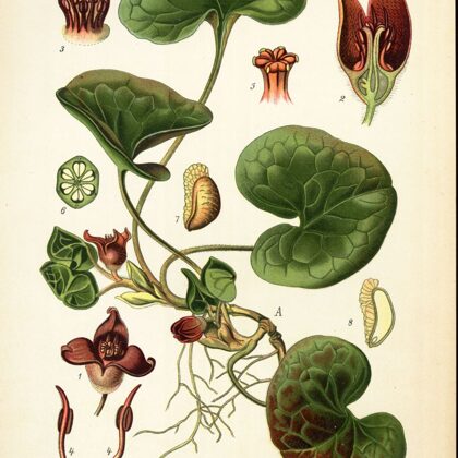 Kumeļpēda parastā