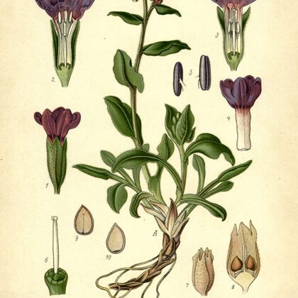 Lakacis ārstniecības