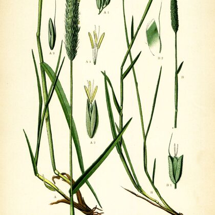 Lapsaste pļavas (1)