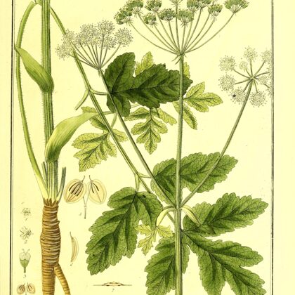 Latvānis sibīrijas