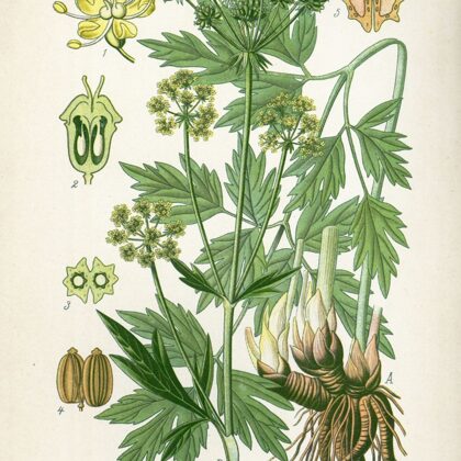 Lupstājs ārstniecības