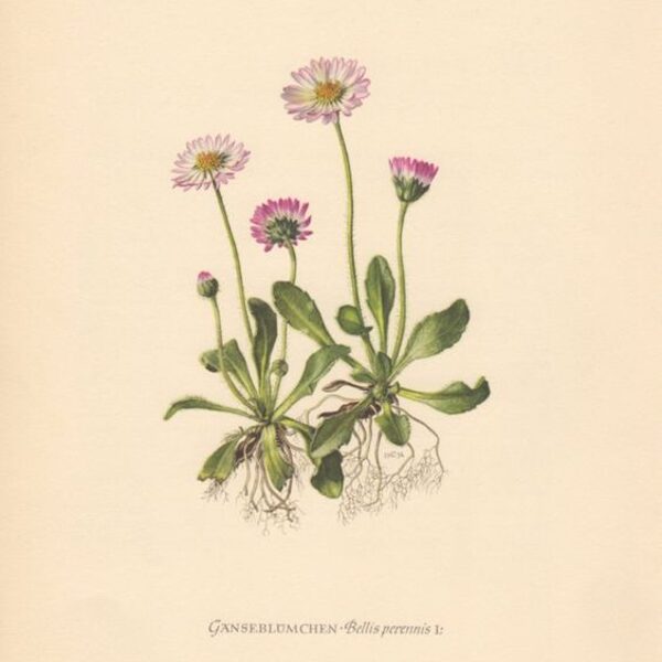 Mārpuķīte ilggadīgā