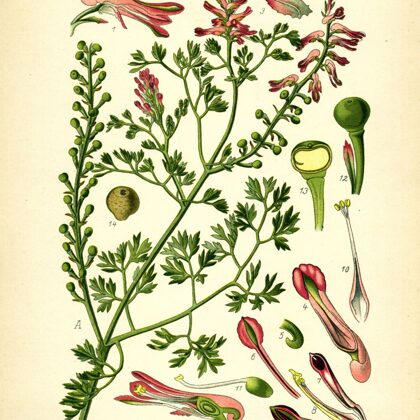 Matuzāle ārstniecības