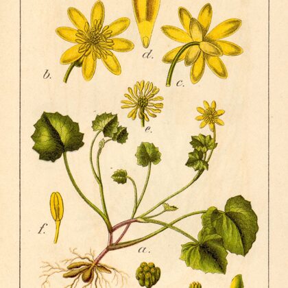 Mazpurenīte pavasara