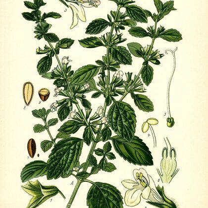 Melisa ārstniecības