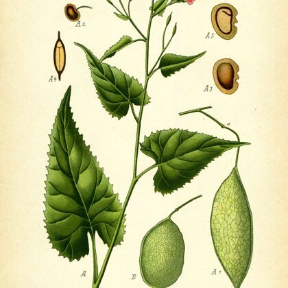 Mēnesene daudzgadīgā