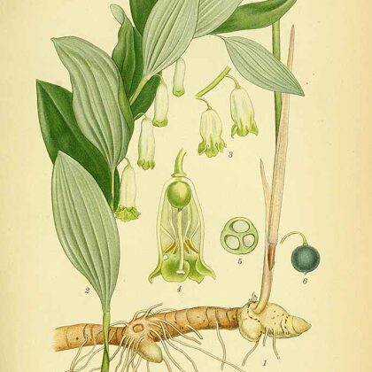 Mugurene ārstniecības