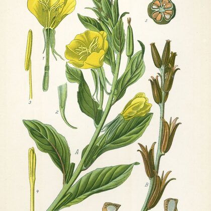 Naktssvece divgadīgā